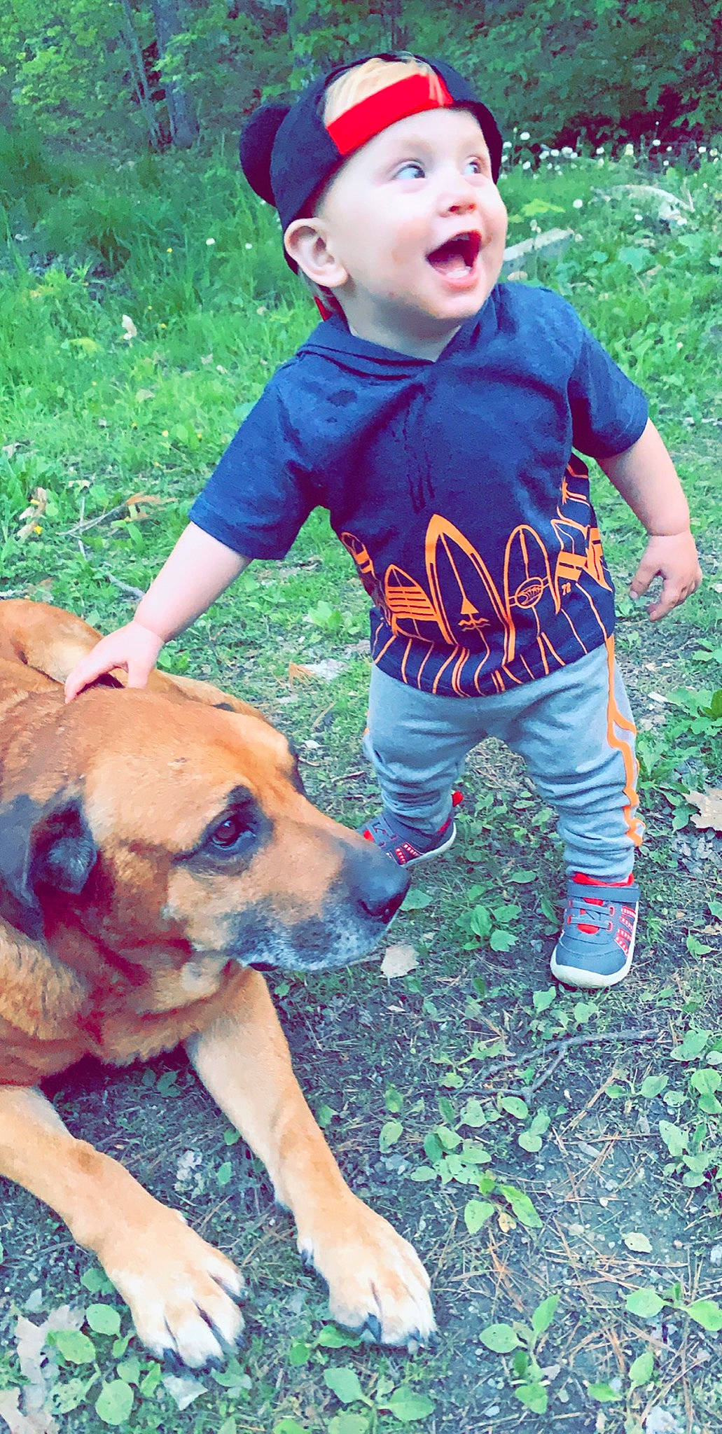 Trenton Jr joined the competition — help win amazing prizes! black_mouth_cur, canidae, carnivore, dog, dog_breed, fawn, headwear, mammal, person, pit_bull, rhodesian_ridgeback, surprise