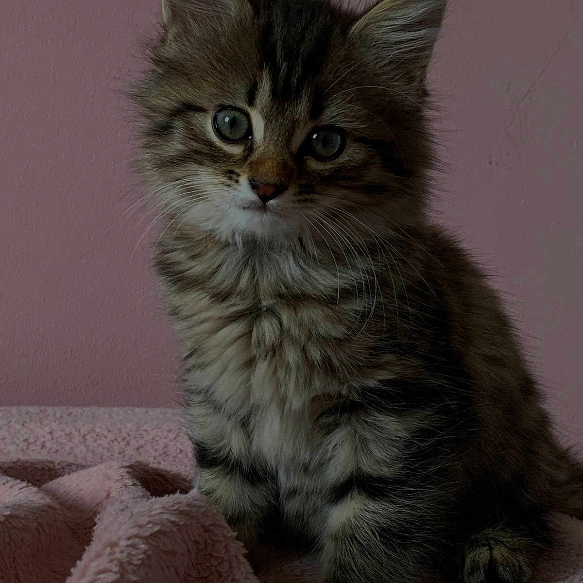 Tokyo participe au concours pour gagner de l'argent avec cette photo : abyssinian, angora, animal, blanket, cat, kitten, manx, pet