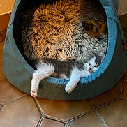 Alpine participe au concours pour gagner de l'argent avec cette photo : kitten, cat, pet_bed, blue_bed, fluffy_rug, toy, plush_toy, floor_tiles, orange_tiles, relaxed, sleepy, stretching, indoor, cozy, animal, small_cat, fur, paw, resting, home