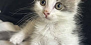 Alpine a rejoint le concours — aidez-le/la à gagner de superbes lots ! kitten, cat, fluffy, white, gray, cute, pet, animal, young, fur, whiskers, eyes, lying, cozy, blanket, indoor, portrait, small, soft, curious