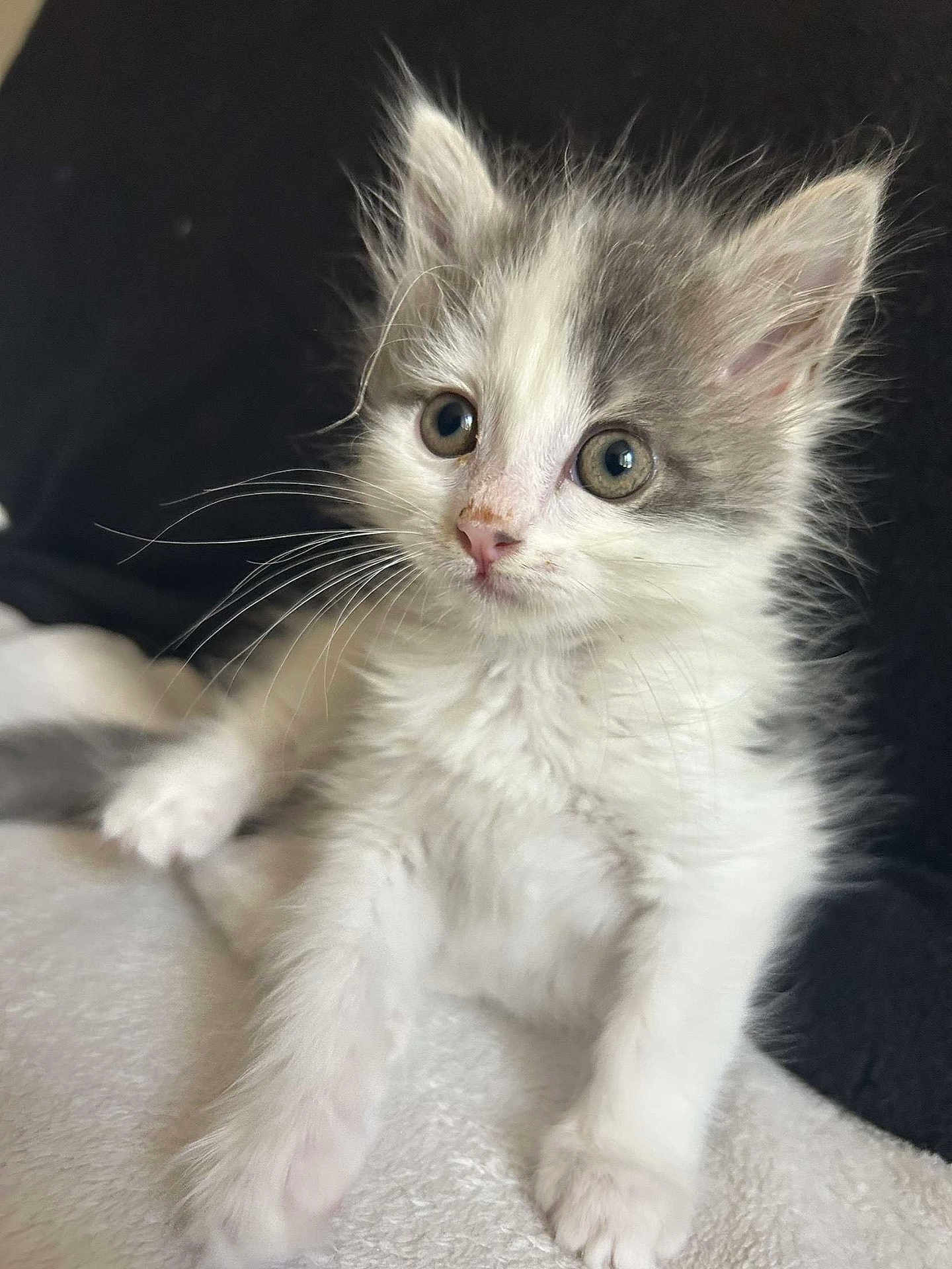 Alpine a rejoint le concours — aidez-le/la à gagner de superbes lots ! kitten, cat, fluffy, white, gray, cute, pet, animal, young, fur, whiskers, eyes, lying, cozy, blanket, indoor, portrait, small, soft, curious