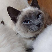 Mr. Pebbles joined the competition — help win amazing prizes! cat, siamese_cat, close_up, blue_eyes, fluffy, fur, pet, animal, whiskers, face, ears, collar, domestic_cat, cute, relaxed, indoor, feline, portrait, soft, curious