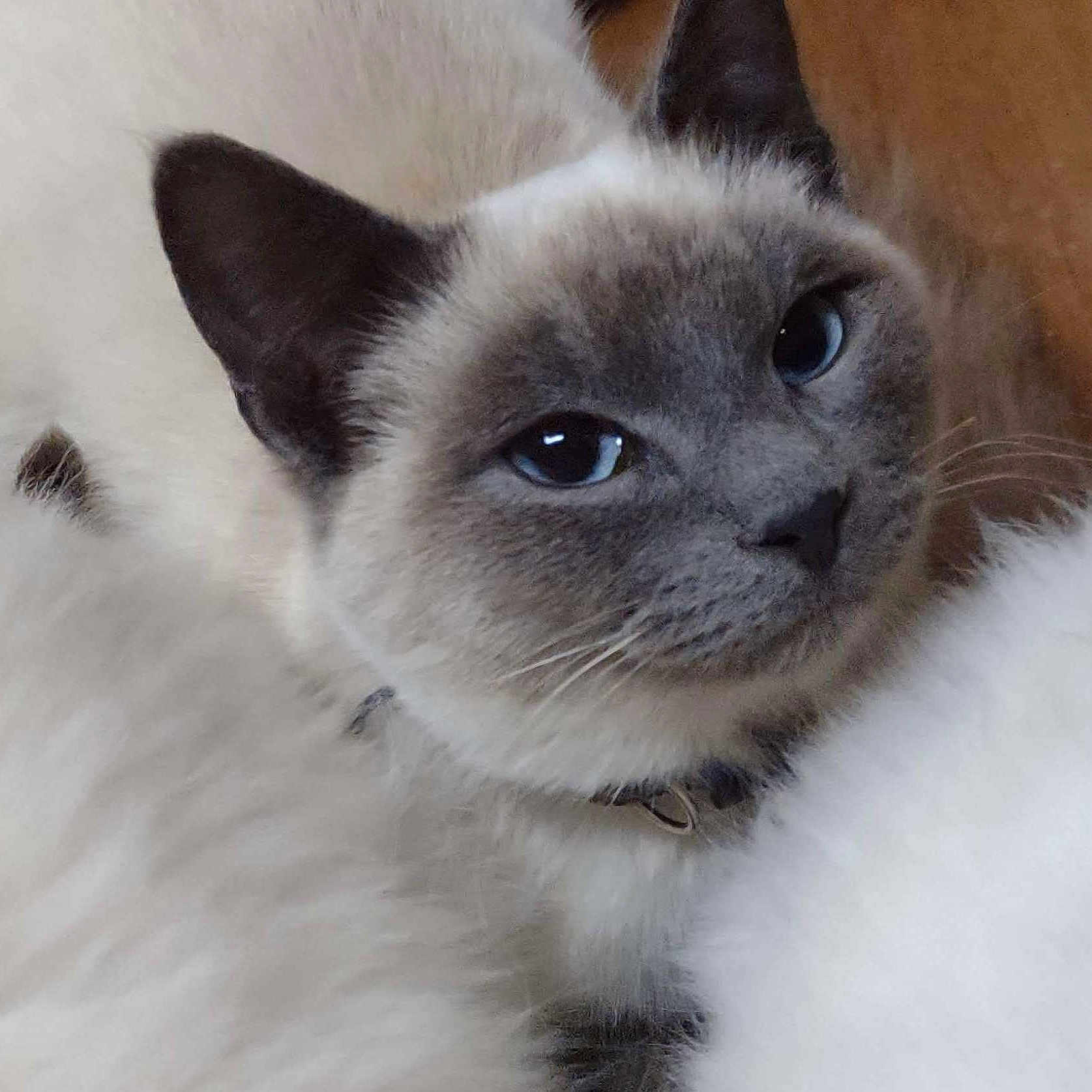 Mr. Pebbles joined the competition — help win amazing prizes! animal, blue_eyes, cat, close_up, collar, curious, cute, domestic_cat, ears, face, feline, fluffy, fur, indoor, pet, portrait, relaxed, siamese_cat, soft, whiskers