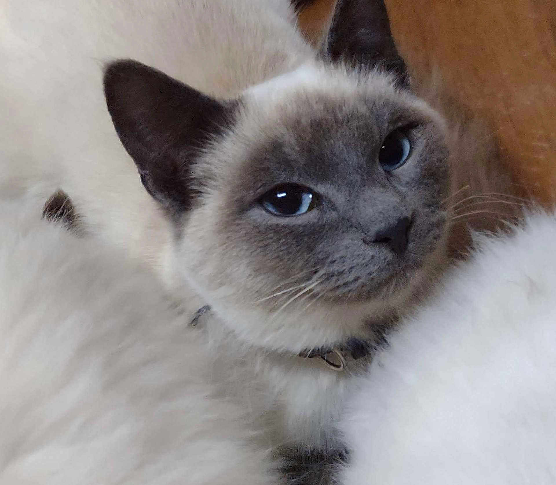 Mr. Pebbles joined the competition — help win amazing prizes! cat, siamese_cat, close_up, blue_eyes, fluffy, fur, pet, animal, whiskers, face, ears, collar, domestic_cat, cute, relaxed, indoor, feline, portrait, soft, curious