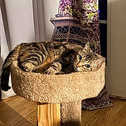 Ms.pickles is registered to the contest to win money with this photo: animal, bed, brown, cat, cat_tree, cozy, curtain, domestic, ears, eyes, face, furniture, indoor, pet, relaxing, resting, sleepy, striped, tabby_cat, wood_floor