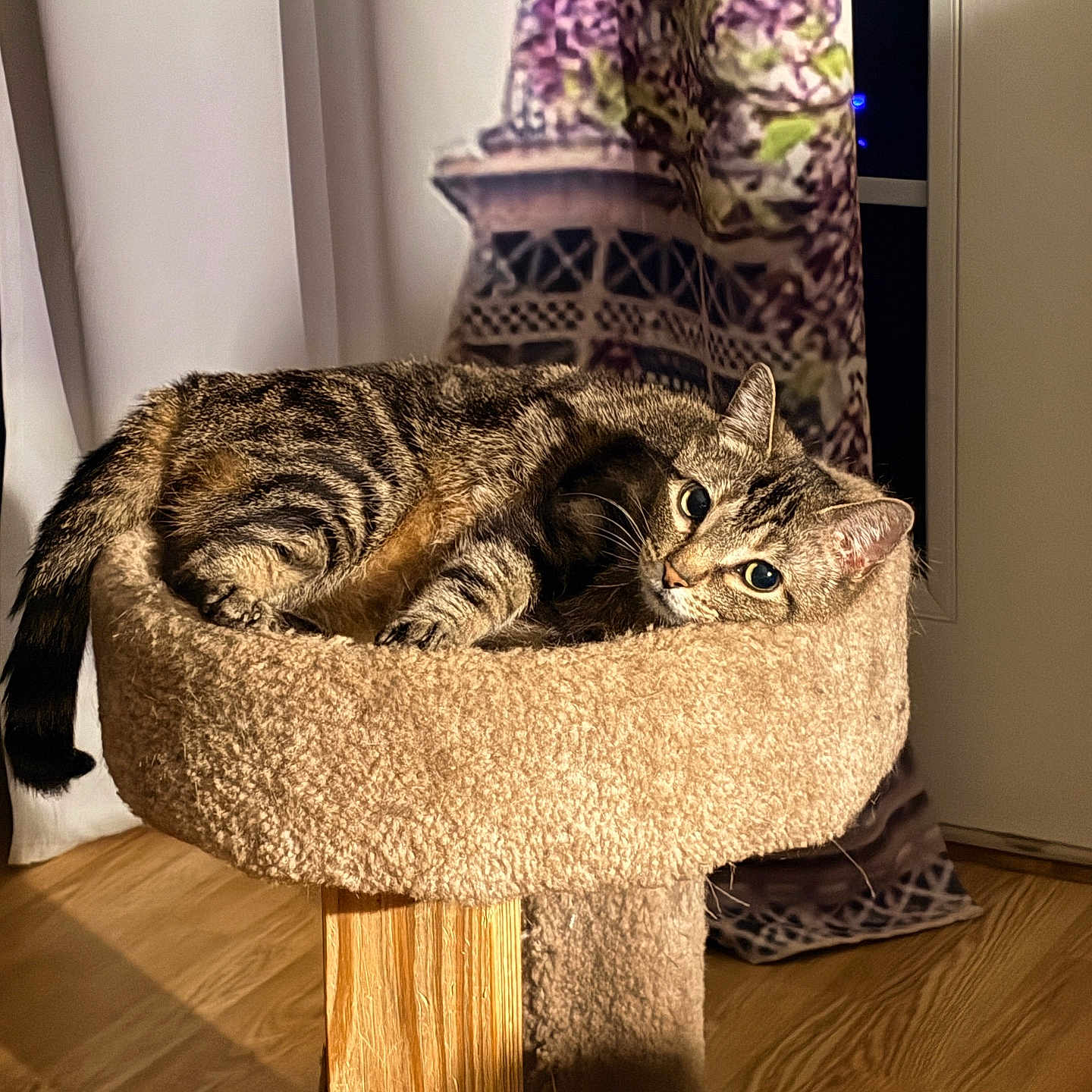 Ms.pickles is registered to the contest to win money with this photo: animal, bed, brown, cat, cat_tree, cozy, curtain, domestic, ears, eyes, face, furniture, indoor, pet, relaxing, resting, sleepy, striped, tabby_cat, wood_floor