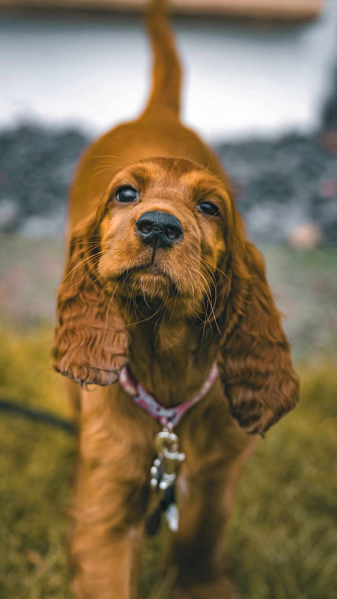 Bonnie