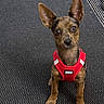 Tess a rejoint le concours — aidez-le/la à gagner de superbes lots ! dog, small_dog, pet, red_harness, ears, indoor, carpet, floor, looking_up, brown_fur, alert, cute, animal, canine, domestic_animal, sitting, young_dog, companionship, waiting, curious