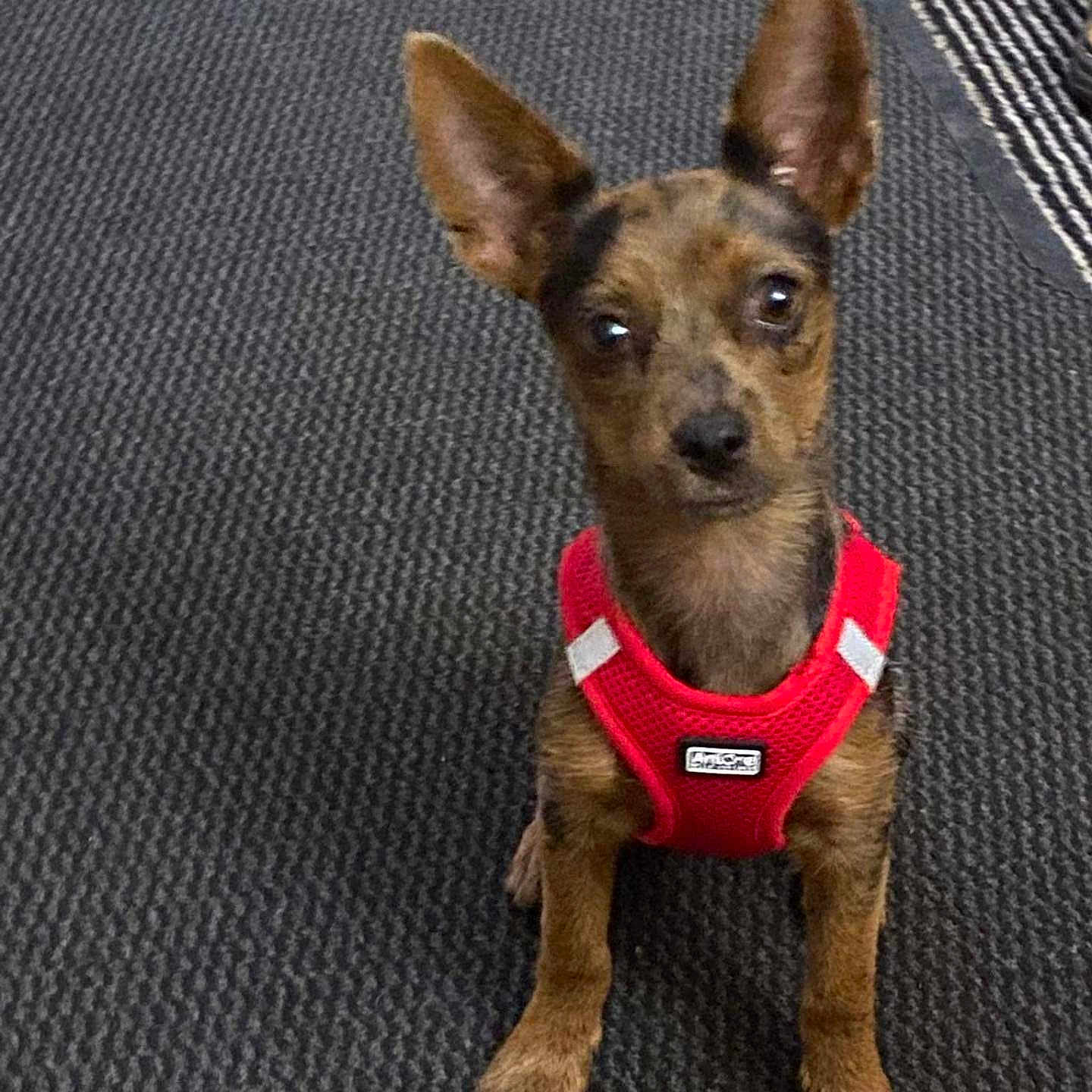 Tess a rejoint le concours — aidez-le/la à gagner de superbes lots ! dog, small_dog, pet, red_harness, ears, indoor, carpet, floor, looking_up, brown_fur, alert, cute, animal, canine, domestic_animal, sitting, young_dog, companionship, waiting, curious