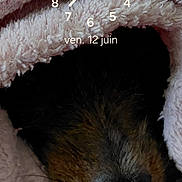 Tess a rejoint le concours — aidez-le/la à gagner de superbes lots ! dog, nose, blanket, pink, fur, snuggle, cozy, pet, sleeping, closeup, texture, soft, warm, indoor, animal, portrait, resting, fur_texture, wrapped, cute