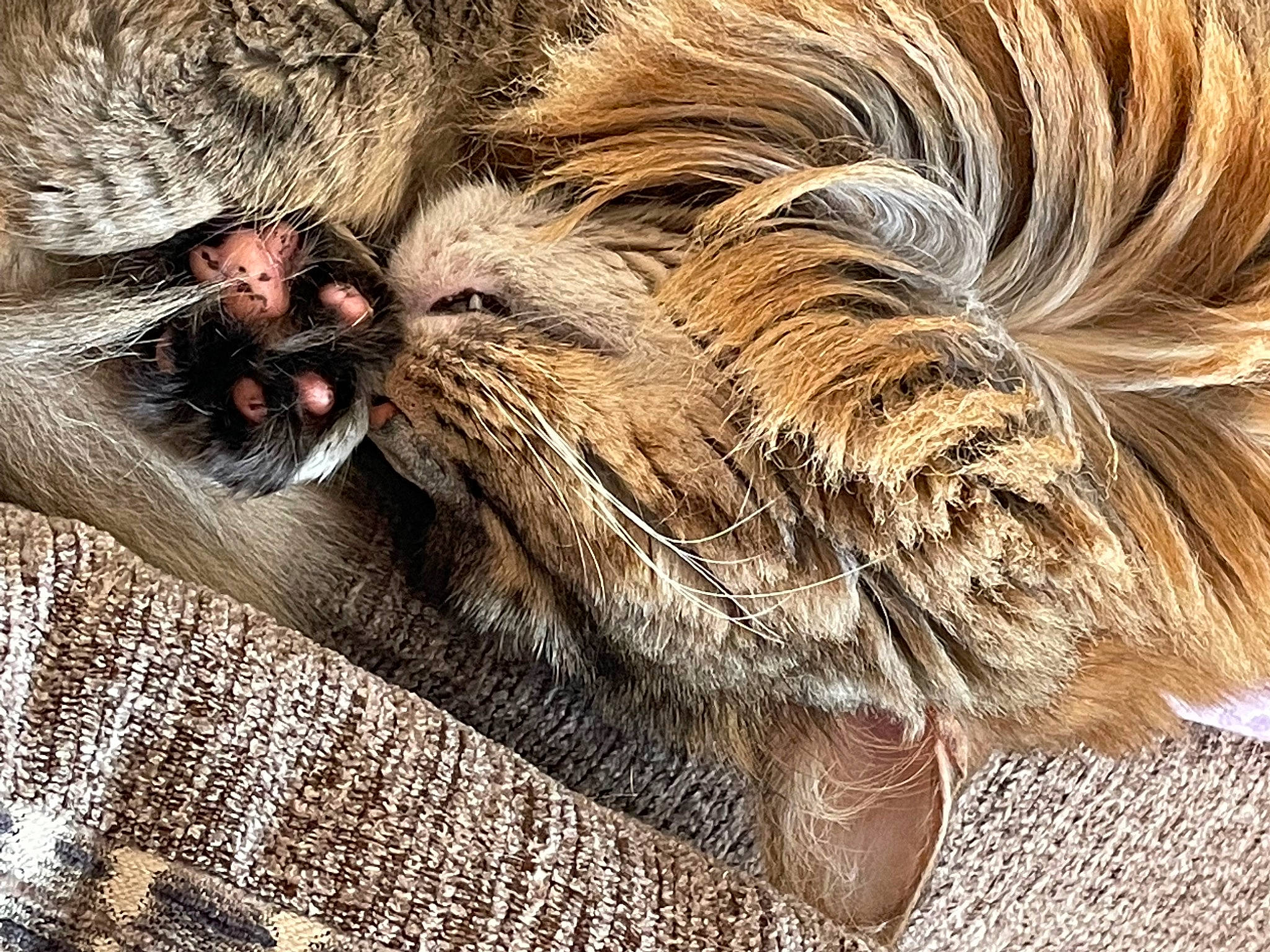 Rosalie is registered to the contest to win money with this photo: carnivore, cat, claw, fawn, feather, felidae, flooring, fur, hair, liver, natural_material, paw, small_to_medium_sized_cats, snout, tail, terrestrial_animal, whiskers, wildlife, wood