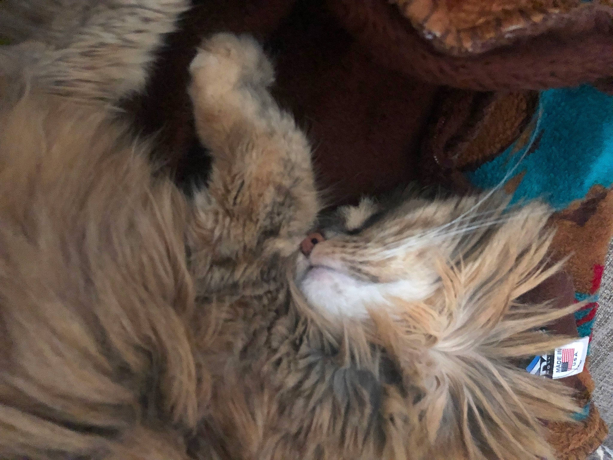 Rosalie is registered to the contest to win money with this photo: carnivore, cat, claw, close_up, domestic_short_haired_cat, electric_blue, fawn, feather, felidae, fur, liver, mammal, small_to_medium_sized_cats, snout, tail, terrestrial_animal, whiskers, wildlife, wing, wood