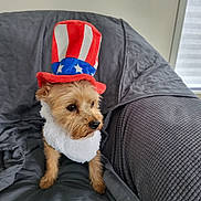 Woody is registered to the contest to win money with this photo: dog, small_dog, costume, hat, uncle_sam, patriotic, couch, gray, blanket, fur, pet, indoor, curious, portrait, animal, cozy, soft, seated, side_view, decor