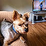 Woody is registered to the contest to win money with this photo: dog, pet, indoor, living_room, blanket, brown, flooring, television, furniture, wood_floor, collar, canine, relaxed, side_view, small_dog, domestic_animal, companion, home, couch, blurred_background