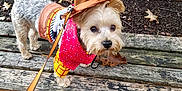 Woody is registered to the contest to win money with this photo: dog, small_dog, costume, cowboy_hat, bandana, bench, wood, autumn, leaves, acorns, outdoor, pet, cute, animal, fur, leash, nature, park, walking, brown