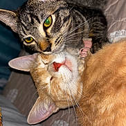 Kitty is registered to the contest to win money with this photo: animal, bed, cat, cats, close_up, companion, cozy, cute, domestic_animal, friendship, fur, indoor, orange_cat, pet, relaxation, resting, sleeping, snuggling, tabby_cat, whiskers