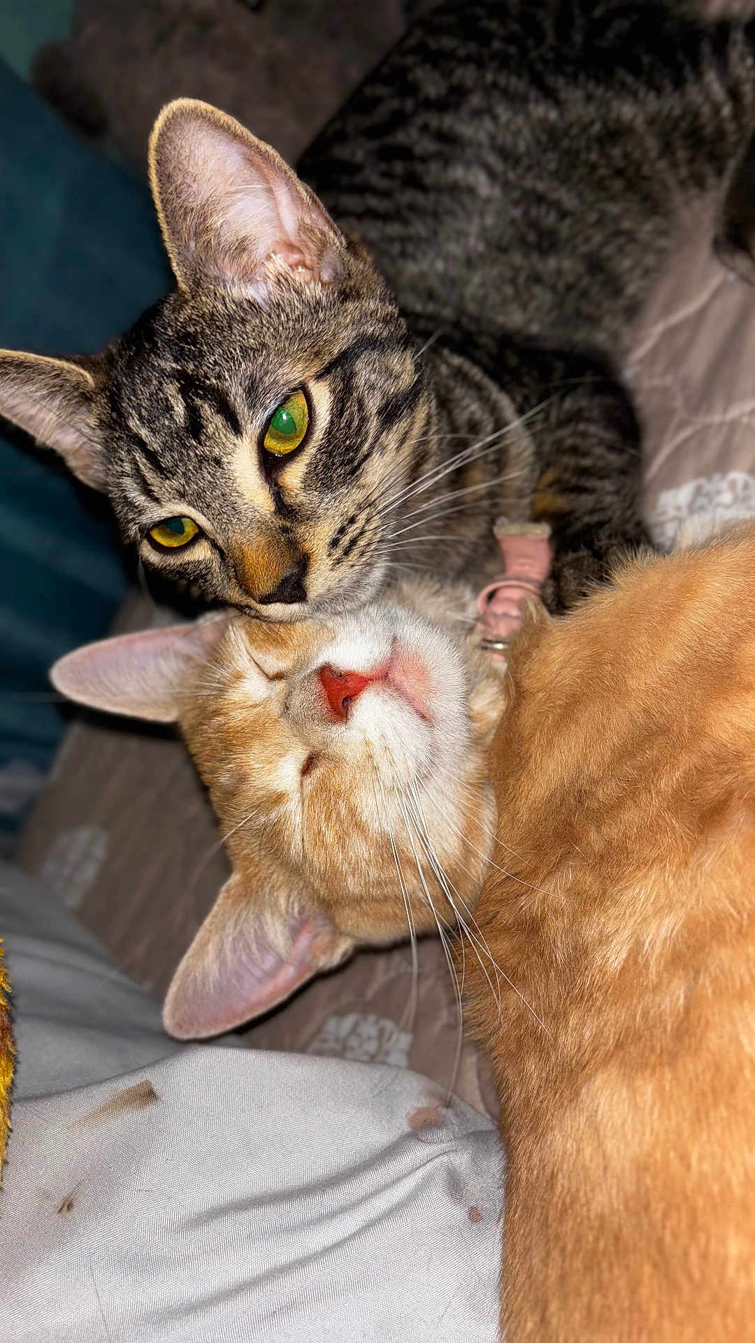 Kitty is registered to the contest to win money with this photo: animal, bed, cat, cats, close_up, companion, cozy, cute, domestic_animal, friendship, fur, indoor, orange_cat, pet, relaxation, resting, sleeping, snuggling, tabby_cat, whiskers