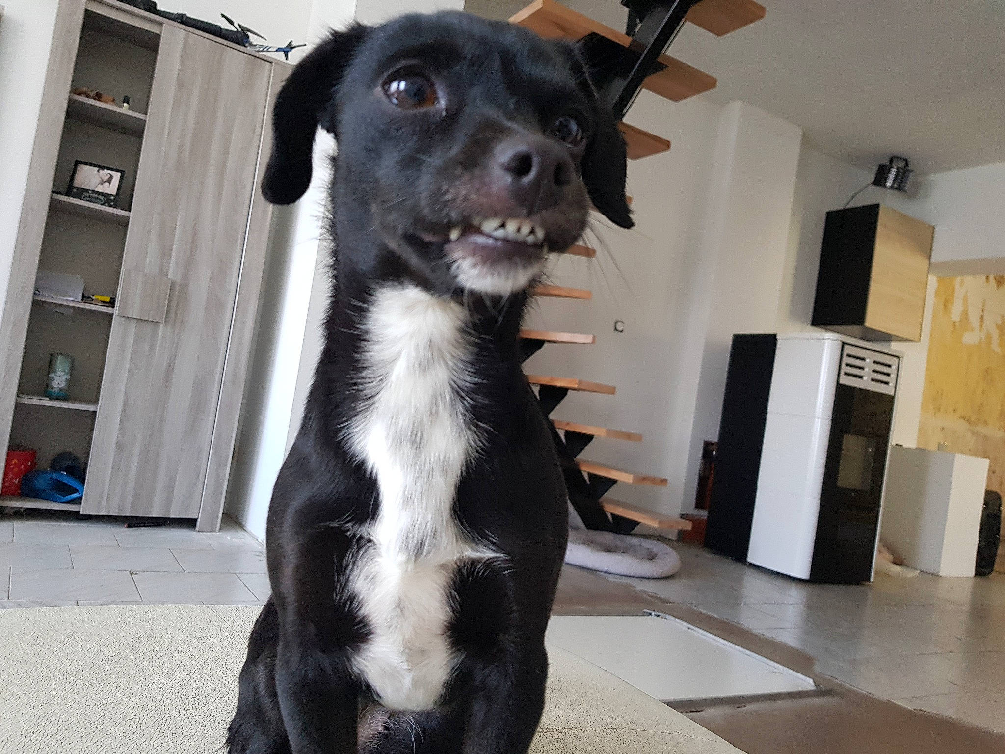 Nyméria a rejoint le concours — aidez-le/la à gagner de superbes lots ! borador, carnivore, collar, companion_dog, dog, dog_breed, dog_collar, dog_supply, flooring, fur, non_sporting_group, pet_supply, snout, sporting_group, whiskers, working_animal, working_dog