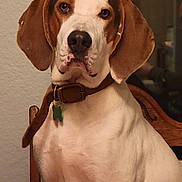 Seamus joined the competition — help win amazing prizes! animal, brown, canine, chair, close_up, collar, dog, domestic_animal, ears, expression, face, indoor, leather_collar, looking_at_camera, mammal, pet, portrait, seated, tag, white