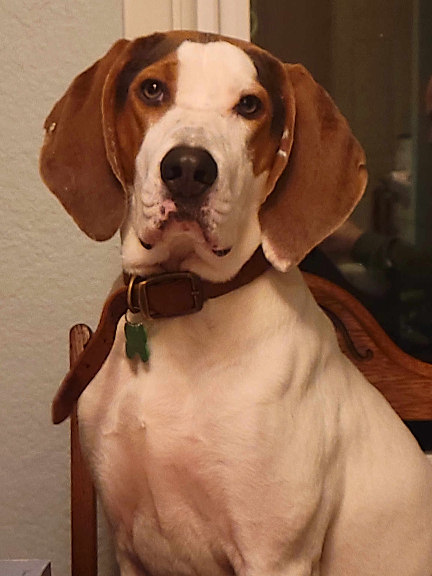Seamus joined the competition — help win amazing prizes! animal, brown, canine, chair, close_up, collar, dog, domestic_animal, ears, expression, face, indoor, leather_collar, looking_at_camera, mammal, pet, portrait, seated, tag, white