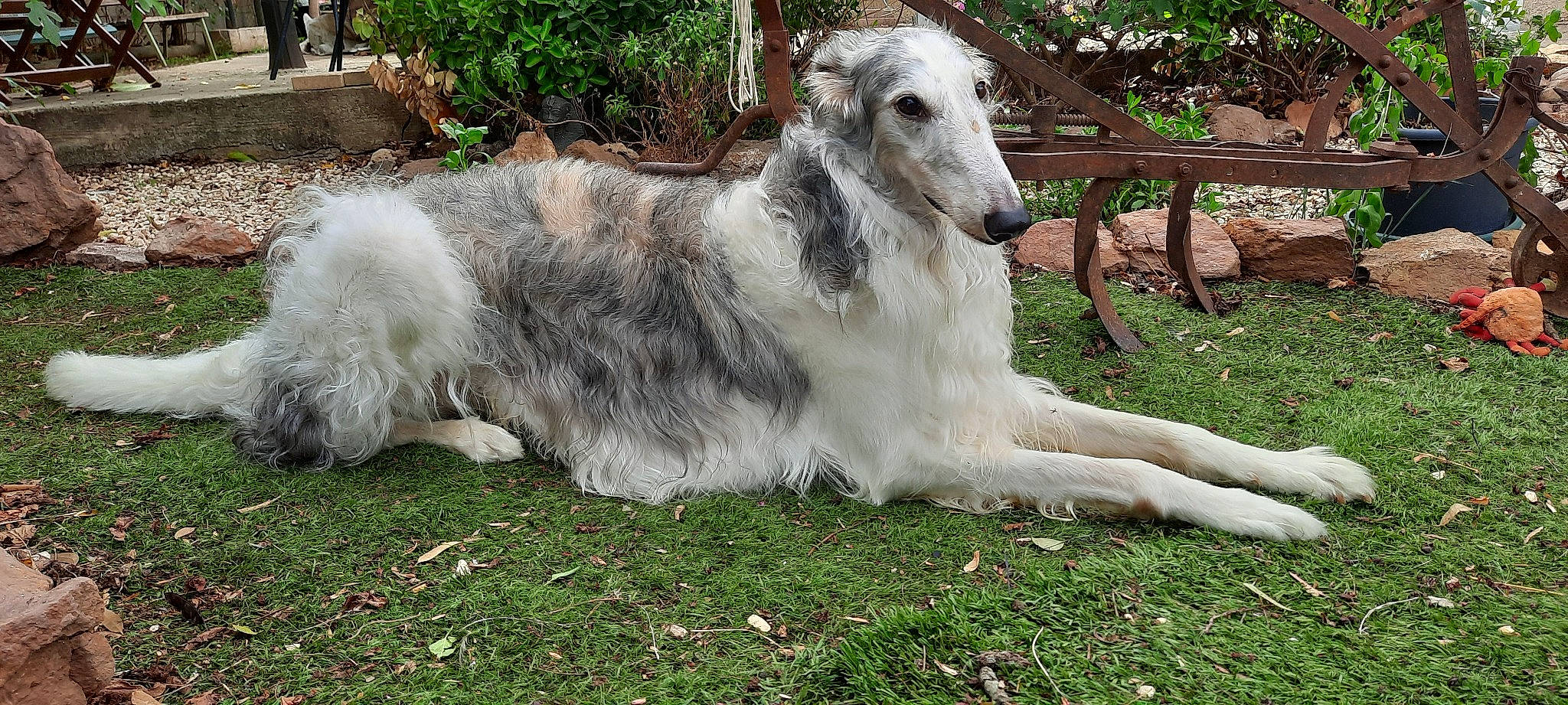 Yoreck participe au concours pour gagner de l'argent avec cette photo : borzoi, canidae, carnivore, companion_dog, dog, dog_breed, grass, plant, saluki, sighthound, silken_windhound, sporting_group, terrestrial_animal, wildlife, working_animal