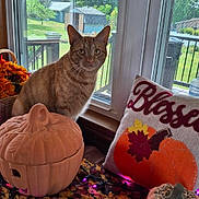 Bailey joined the competition — help win amazing prizes! cat, orange_tabby, window, pumpkin, decor, fall, autumn, pillow, flowers, table, leaf_pattern, screen_window, greenery, outdoor, daylight, basket, holiday, seasonal, indoor, pet