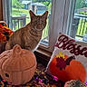 cat, orange_tabby, window, pumpkin, decor, fall, autumn, pillow, flowers, table, leaf_pattern, screen_window, greenery, outdoor, daylight, basket, holiday, seasonal, indoor, pet