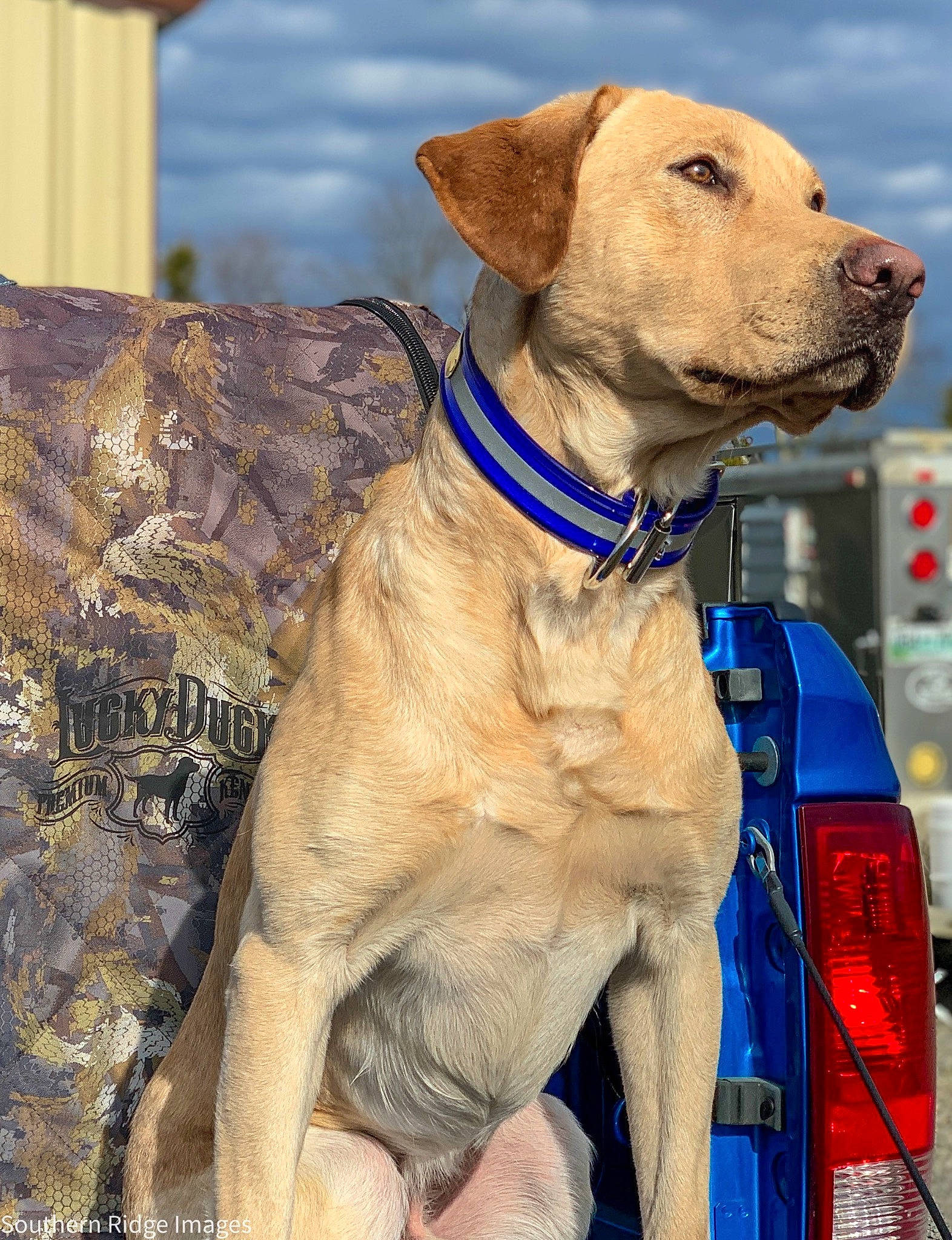 Jax joined the competition — help win amazing prizes! canidae, car, carnivore, cloud, collar, companion_dog, dog, dog_breed, dog_collar, dog_supply, electric_blue, fawn, gun_dog, hat, leash, liver, pet_supply, sky, sporting_group, working_animal
