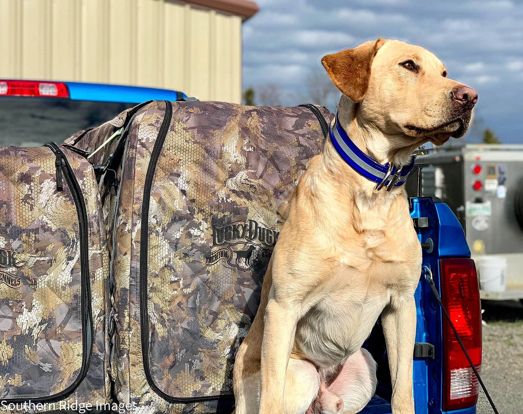 Jax joined the competition — help win amazing prizes! blue, canidae, carnivore, cloud, collar, companion_dog, dog, dog_breed, dog_collar, dog_supply, fawn, guard_dog, gun_dog, hat, leash, pet_supply, sky, snout, sporting_group, working_animal
