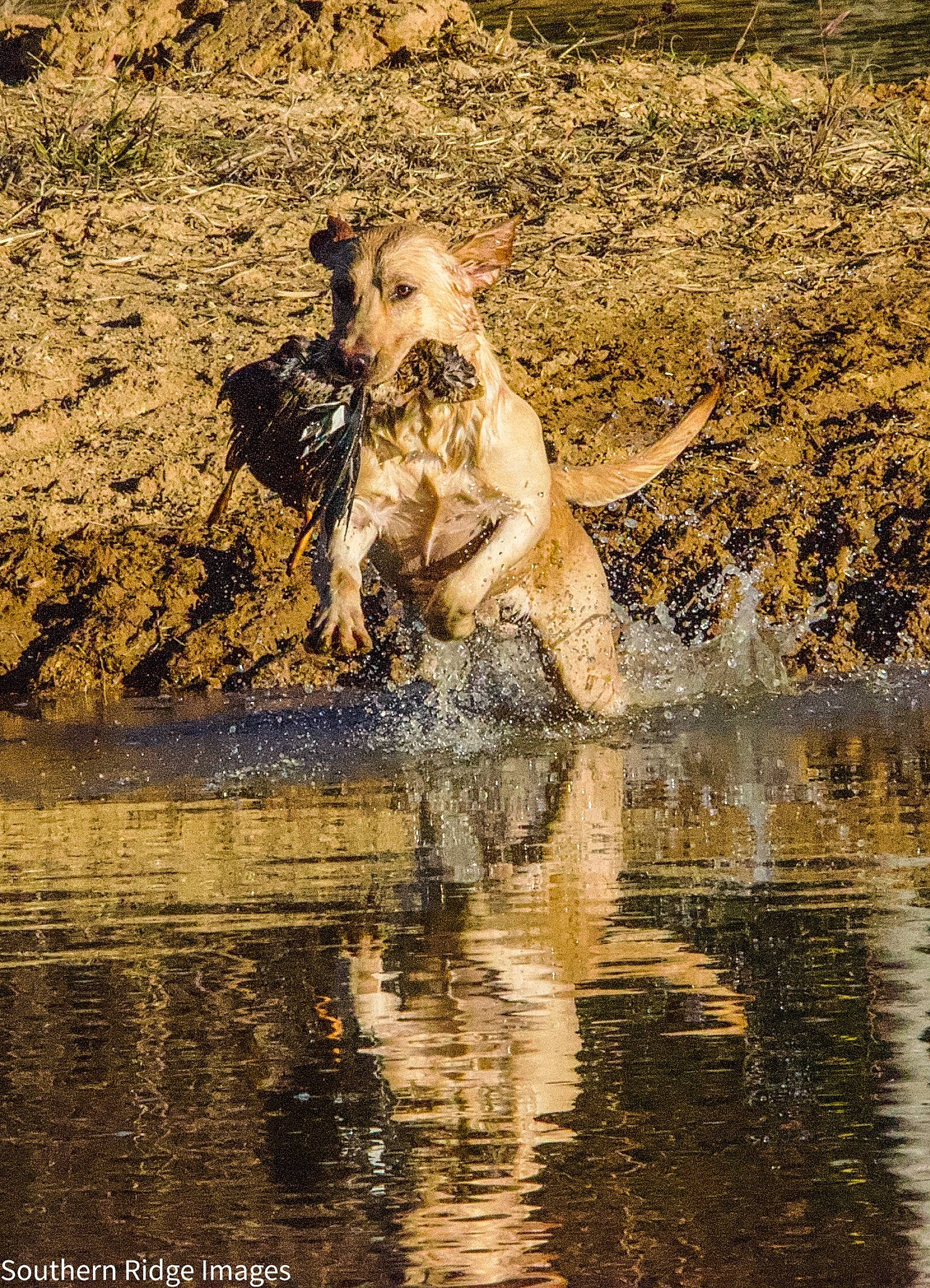 Jax joined the competition — help win amazing prizes! art, bank, body_of_water, canidae, carnivore, companion_dog, dog, dog_breed, fawn, lake, reflection, retriever, snout, soil, sporting_group, terrestrial_animal, water, wildlife, wood, working_animal