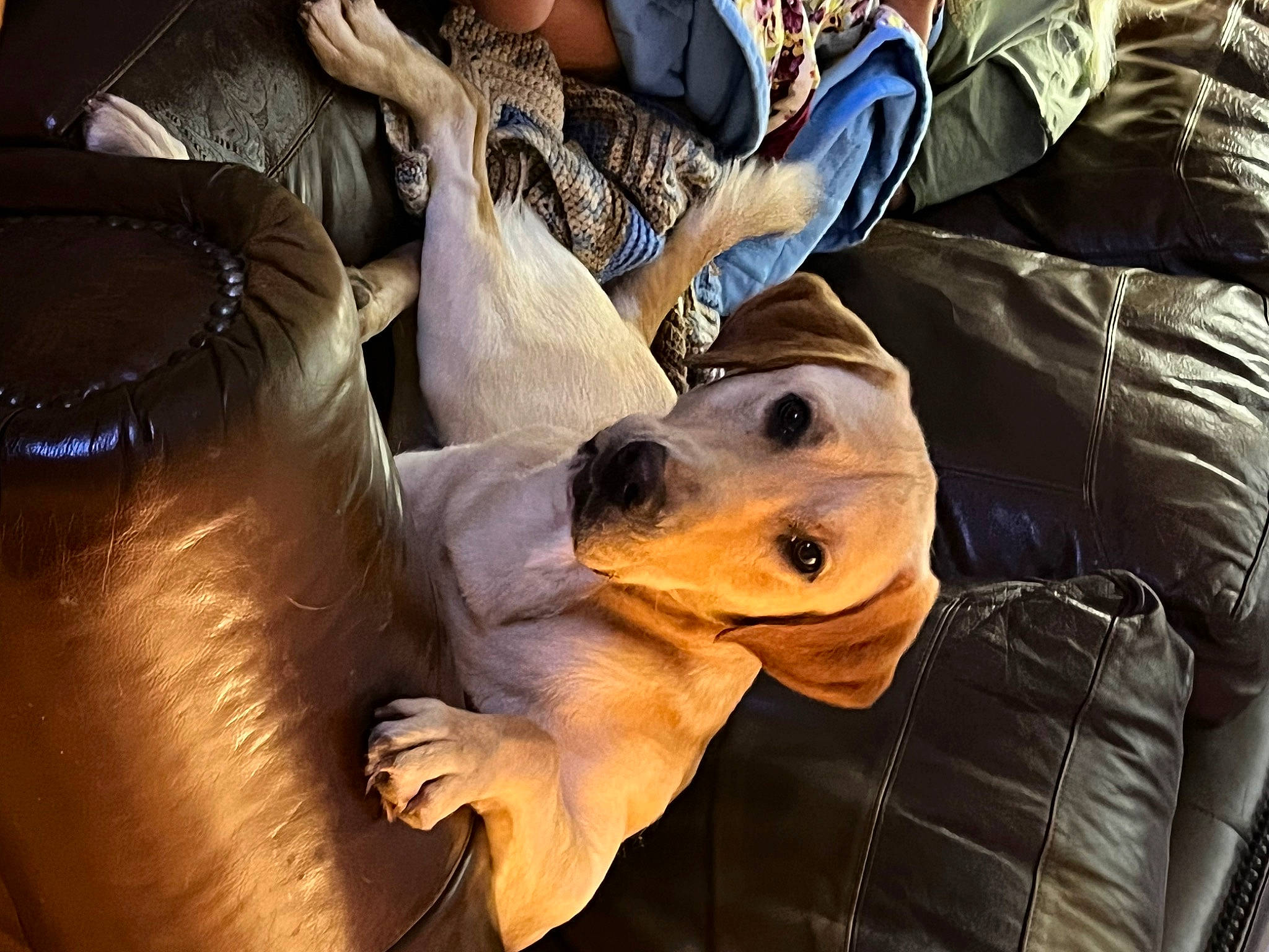 Jax is registered to the contest to win money with this photo: backpack, bag, canidae, carnivore, comfort, companion_dog, dog, dog_breed, dog_collar, eyewear, fawn, fur, human_leg, luggage_and_bags, mammal, personal_protective_equipment, sitting, snout, sporting_group, working_animal