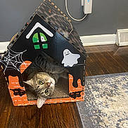 Moira joined the competition — help win amazing prizes! animal, black_cat_graphic, cardboard_house, cat, curious, cute, decor, funny, ghost, halloween, home, indoor, outlet, pet, playing, rug, spider_web, tabby_cat, wall, wooden_floor