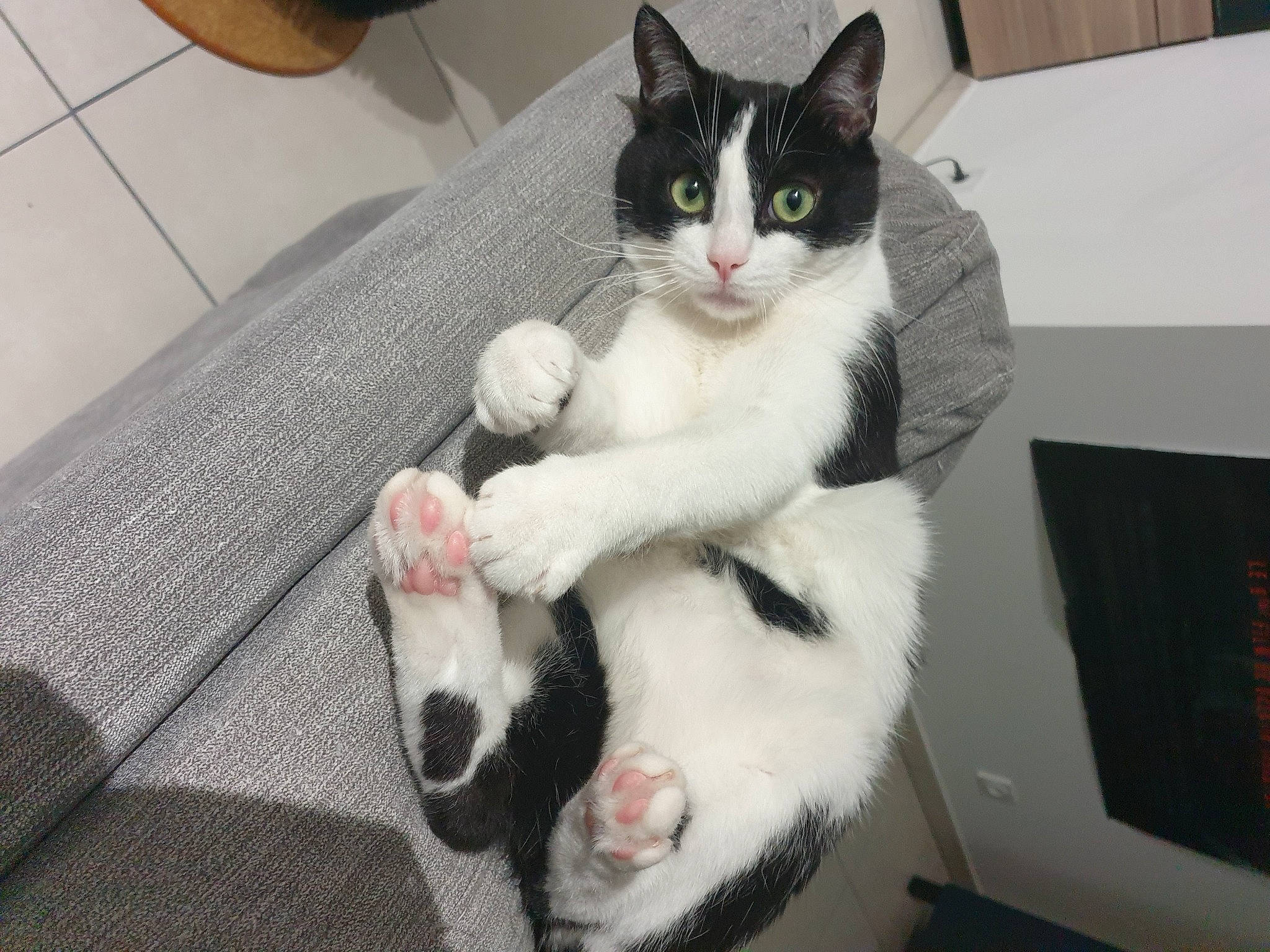 Figaro participe au concours pour gagner de l'argent avec cette photo : box, carnivore, cat, claw, comfort, domestic_short_haired_cat, felidae, flooring, foot, fur, hardwood, lap, leg, paw, sitting, small_to_medium_sized_cats, snout, tail, tile_flooring, whiskers