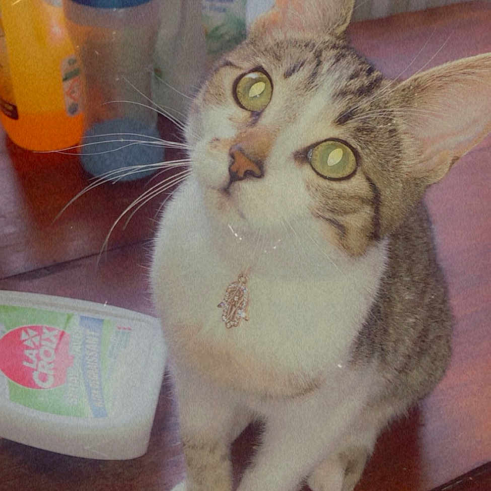Aya a rejoint le concours — aidez-le/la à gagner de superbes lots ! abyssinian, animal, bottle, brush, cat, device, diningtable, face, furniture, head, kitten, manx, person, pet, photography, portrait, table, tool, waterbottle, wood