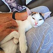 Aquarelle a rejoint le concours — aidez-le/la à gagner de superbes lots ! cat, kitten, pet, sleepy, cuddling, human_hand, sofa, pillow, cushion, whiskers, paw, pink_nose, living_room, domestic, fur, close_up, relaxed, arm, wristband, textile