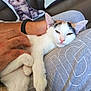 cat, kitten, pet, sleepy, cuddling, human_hand, sofa, pillow, cushion, whiskers, paw, pink_nose, living_room, domestic, fur, close_up, relaxed, arm, wristband, textile
