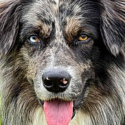 Ulysse a rejoint le concours — aidez-le/la à gagner de superbes lots ! dog, close_up, heterochromia, tongue_out, fluffy_fur, brown_eyes, blue_eye, black_nose, outdoor, pet, animal, portrait, friendly, cute, canine, muzzle, tongue, fur_texture, happy, nature