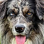 dog, close_up, heterochromia, tongue_out, fluffy_fur, brown_eyes, blue_eye, black_nose, outdoor, pet, animal, portrait, friendly, cute, canine, muzzle, tongue, fur_texture, happy, nature