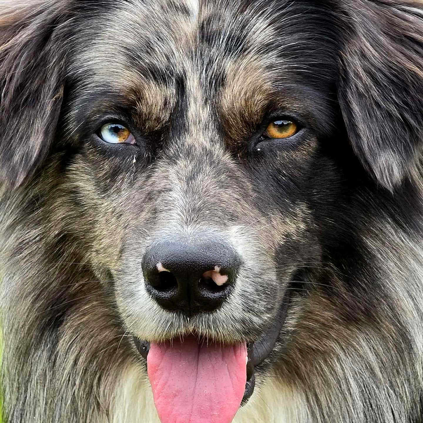 Ulysse a rejoint le concours — aidez-le/la à gagner de superbes lots ! animal, black_nose, blue_eye, brown_eyes, canine, close_up, cute, dog, fluffy_fur, friendly, fur_texture, happy, heterochromia, muzzle, nature, outdoor, pet, portrait, tongue, tongue_out