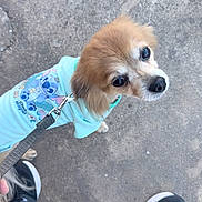 Bacon is registered to the contest to win money with this photo: dog, small_dog, hoodie, leash, concrete, footwear, sneakers, stitch_cartoon, pet, animal, cute, looking_up, outdoor, casual, walking, puppy, fur, clothing, close_up, human_foot