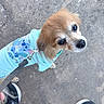dog, small_dog, hoodie, leash, concrete, footwear, sneakers, stitch_cartoon, pet, animal, cute, looking_up, outdoor, casual, walking, puppy, fur, clothing, close_up, human_foot