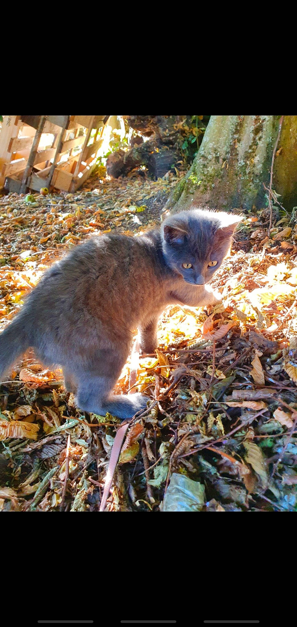 Nala participe au concours pour gagner de l'argent avec cette photo : cat, fawn, felidae, tail, whiskers, wildlife