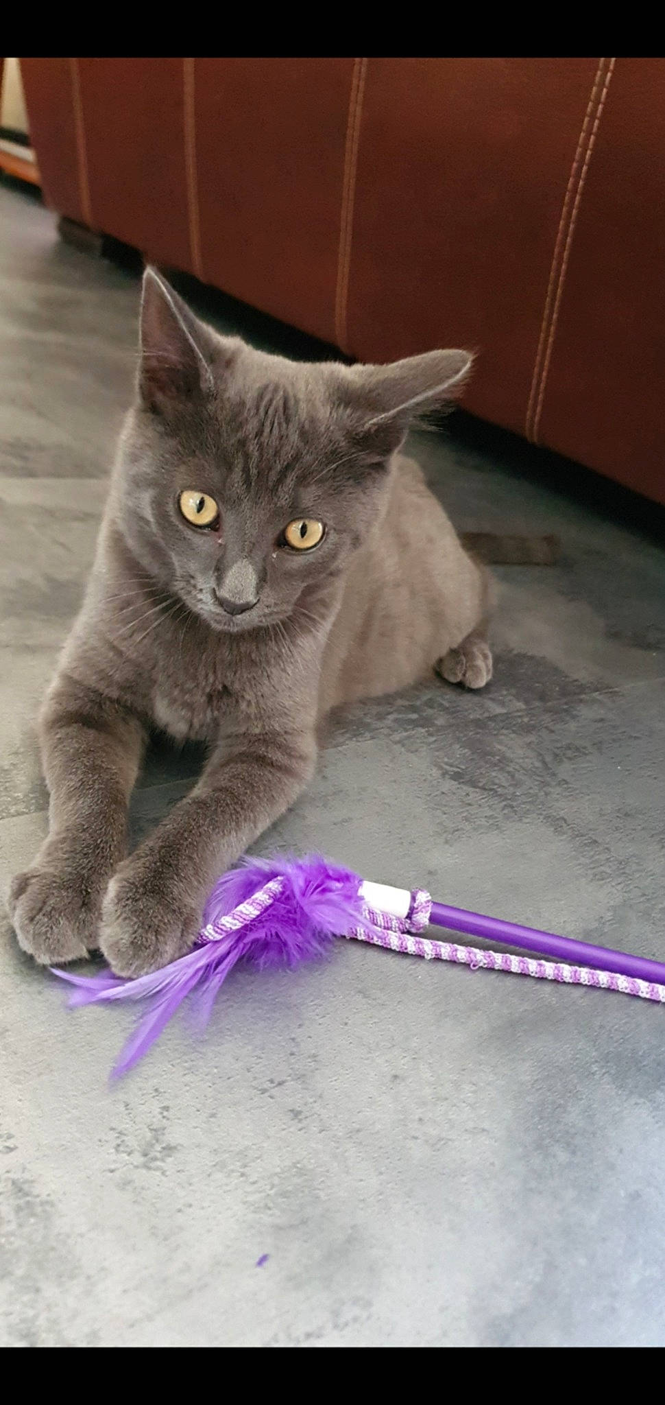 Nala participe au concours pour gagner de l'argent avec cette photo : british_shorthair, carnivore, cat, chartreux, domestic_short_haired_cat, felidae, kitten, korat, mammal, nebelung, russian_blue, small_to_medium_sized_cats, vertebrate, whiskers