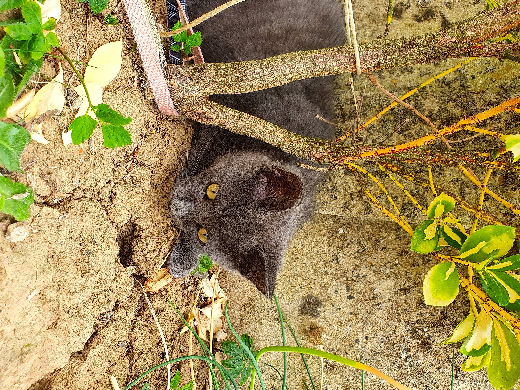 Nala participe au concours pour gagner de l'argent avec cette photo : branch, british_shorthair, carnivore, cat, chartreux, domestic_short_haired_cat, eye, felidae, grass, leaf, marsupial, nebelung, organism, plant, small_to_medium_sized_cats, snout, tree, whiskers