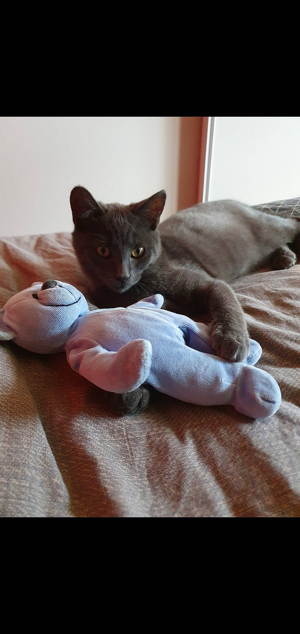 Nala a rejoint le concours — aidez-le/la à gagner de superbes lots ! asian, british_shorthair, burmese, carnivore, cat, chartreux, domestic_short_haired_cat, fawn, felidae, german_rex, kitten, korat, mammal, russian_blue, small_to_medium_sized_cats, whiskers