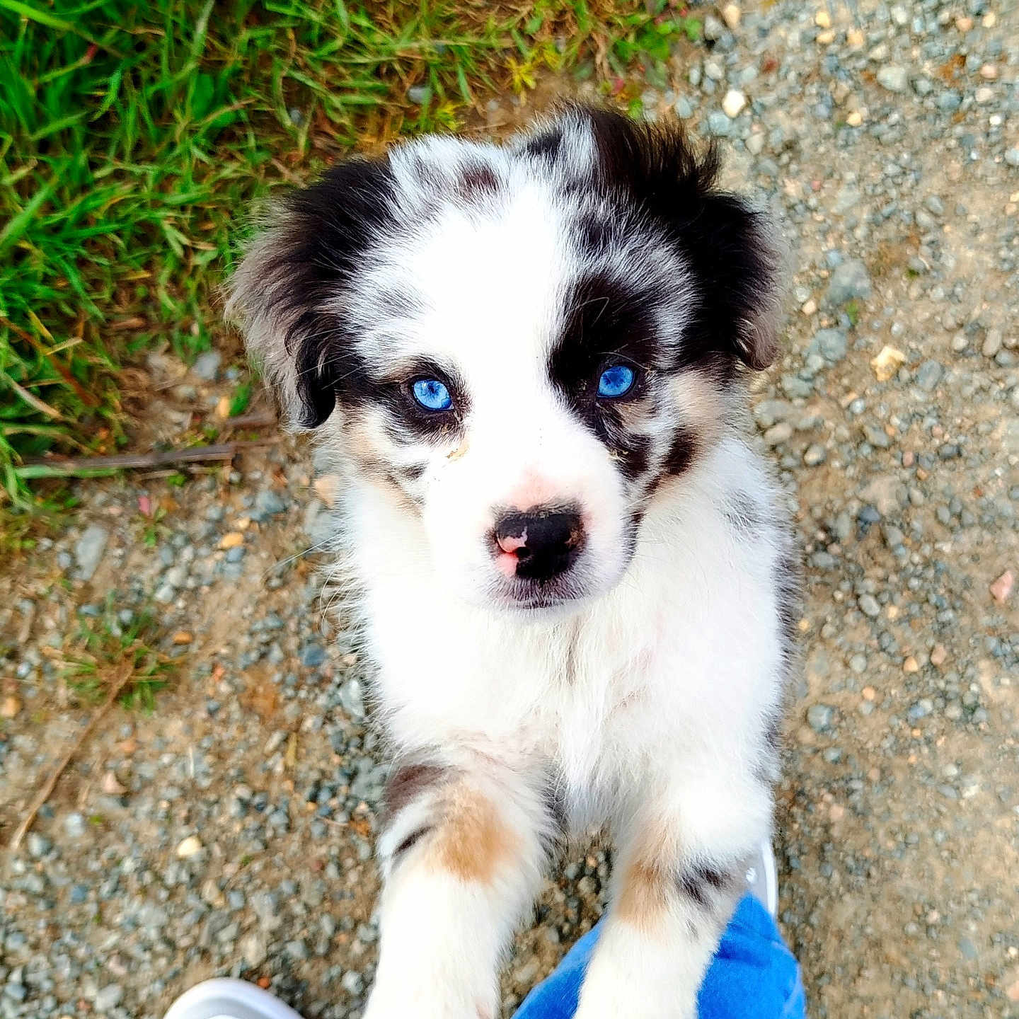 Aslan participe au concours pour gagner de l'argent avec cette photo : animal, canine, clothing, cockerspaniel, dog, eskimodog, footwear, grass, hound, husky, jeans, pants, papillon, pet, plant, puppy, rock, shoe, sneaker, soil