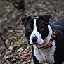 alert, animal, background_blur, black, black_and_white, brown, canine, collar, dog, ears, forest_floor, fur, leaves, muzzle, nature, outdoor, pet, portrait, walking, white