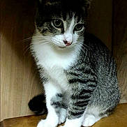 Marley is registered to the contest to win money with this photo: cat, tabby_cat, pet, feline, sitting, wooden_shelf, wood, indoor, green_eyes, whiskers, paws, fur, portrait, ears, curious, close_up, furniture, shelf, cute, animal