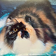 Sweetpea is registered to the contest to win money with this photo: animal, blue_background, cat, cute, date_stamp, domestic_animal, eyes, face, feline, fluffy, fur, indoor, long_hair, lying_down, nostalgia, pet, portrait, resting, vintage, whiskers