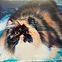 animal, blue_background, cat, cute, date_stamp, domestic_animal, eyes, face, feline, fluffy, fur, indoor, long_hair, lying_down, nostalgia, pet, portrait, resting, vintage, whiskers